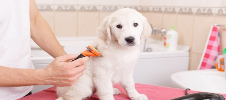How to Handle a Dog That’s Afraid of the Groomer